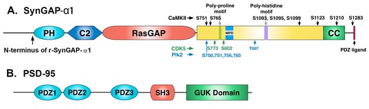 A Model For Regulation By Syngap α1 Of Binding Of Synaptic Proteins To