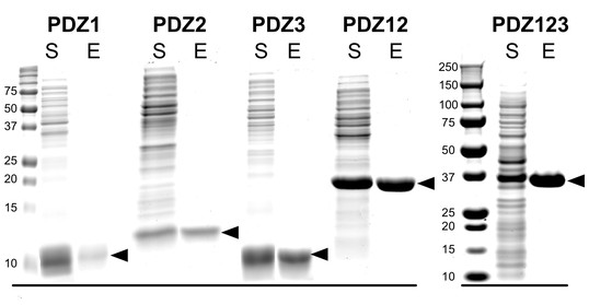 Figures and data in A model for regulation by SynGAP α1 of binding of