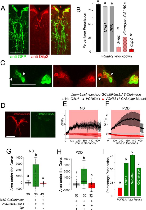 Drosophila larval to pupal switch under nutrient stress requires IP3R ...