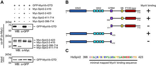 Figures and data in Coordinated recruitment of Spir actin nucleators ...