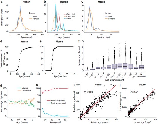 Trajectories and turning points characterise brain age. (a) Percentage of TTTPs at each age of human lifespan. Mean age is 26.0 years for males and 27.5 years for females. (b) Percentage of TTTPs at each age of human lifespan using three different methods for fitting splines. Mean age is 31.3 years using cubic splines with 3 degrees of freedom, 21.6 years using cubic splines with 4 degrees of freedom and 25.2 years using Loess regression. (c) Percentage of TTTPs at each age of mouse. Mean age is 156 days for males and 165 days for females. (d) Cumulative sum of TTTP scores for every year of life in the Braincloud dataset. (e) Cumulative sum of TTTP scores for every year of life in the mouse hippocampus dataset. (f) The TTTPs for genes with the greatest expression changes prior to the TTTP (ΔE) were concentrated around the late-twenties. (g) Percentage of probes associated with TTTPs that up- or down-regulate prior to turning. (h) Percentage of probes with TTTPs which plateau or reverse after turning. (i) and (j). Age of individual mice and humans can be accurately predicted using a Support Vector Machine trained on the expression data. Individual points represent each mRNA sample.