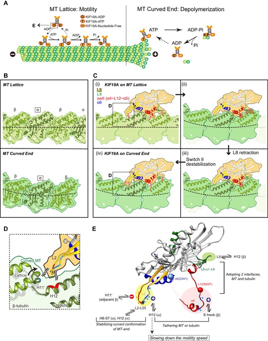 Figures and data in Motility and microtubule depolymerization ...