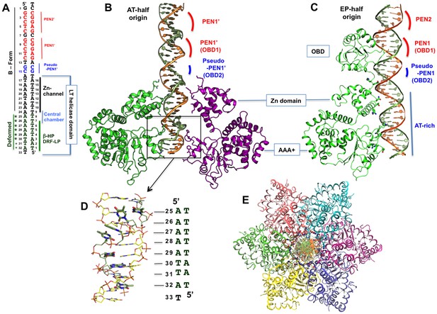 RETRACTED: The structure of SV40 large T hexameric helicase in complex ...