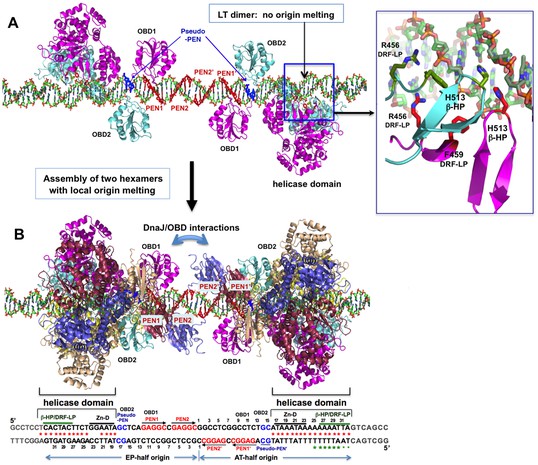 The structure of SV40 large T hexameric helicase in complex with AT ...