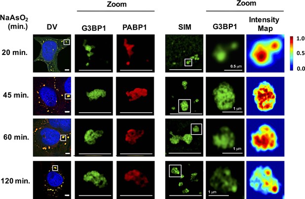 Distinct Stages In Stress Granule Assembly And Disassembly Elife