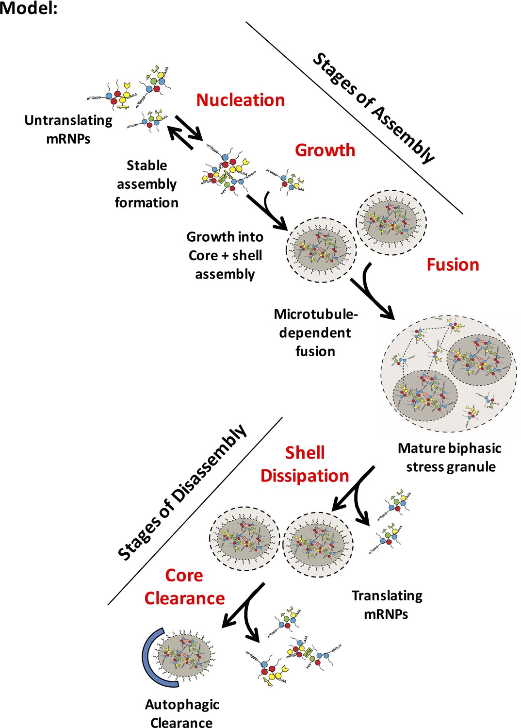 Distinct stages in stress granule assembly and disassembly | eLife