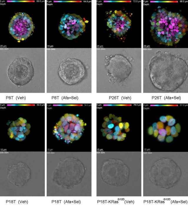 book auswirkung der variationen der primären kosmischen strahlung auf die mesonen und nucleonenkomponente