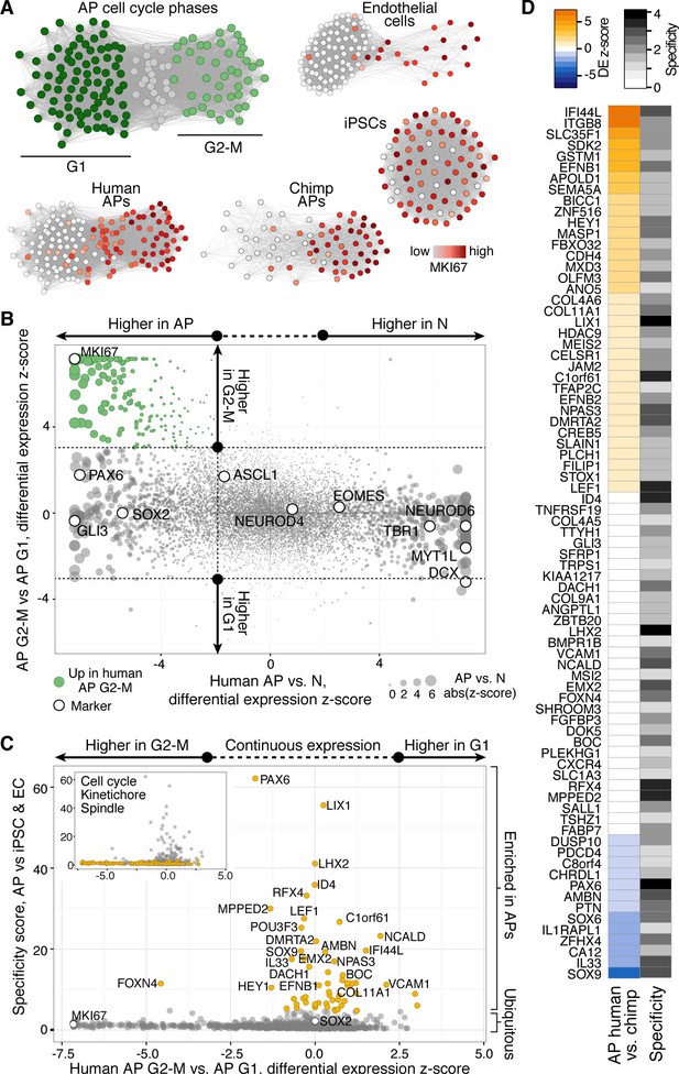 log2 z-score similarities Differences and and between human chimpanzee