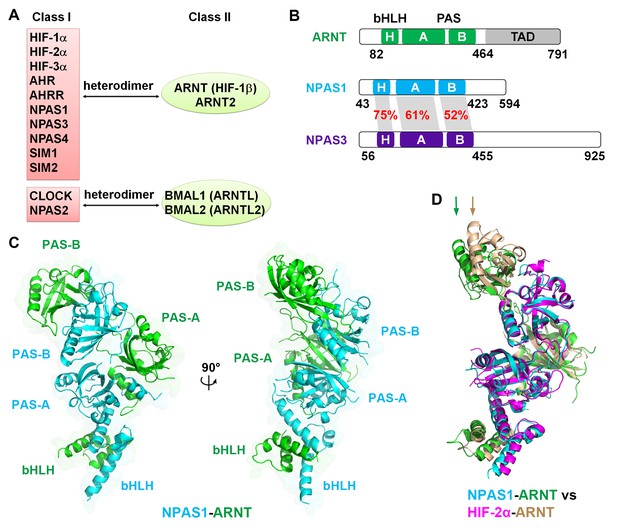 NPAS1-ARNT And NPAS3-ARNT Crystal Structures Implicate The BHLH-PAS ...