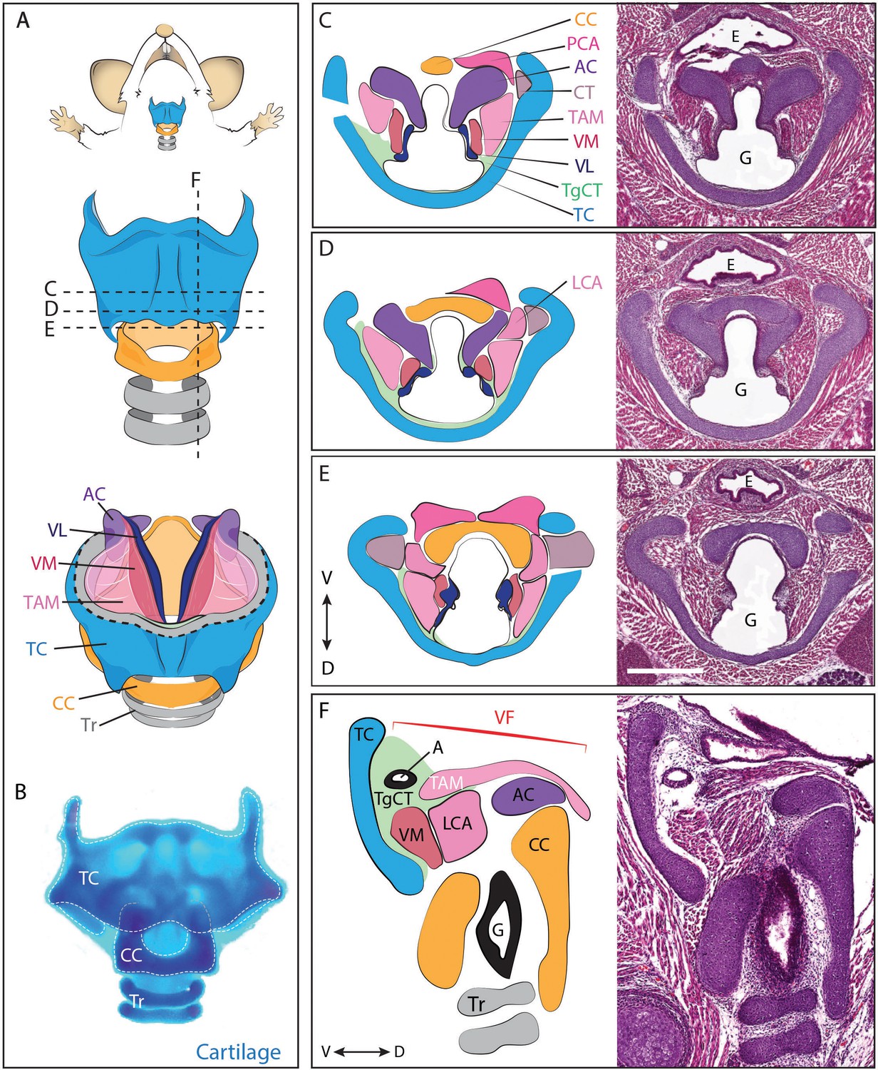 Cilia-mediated Hedgehog signaling controls form and ... esophagus diagram of rodents 