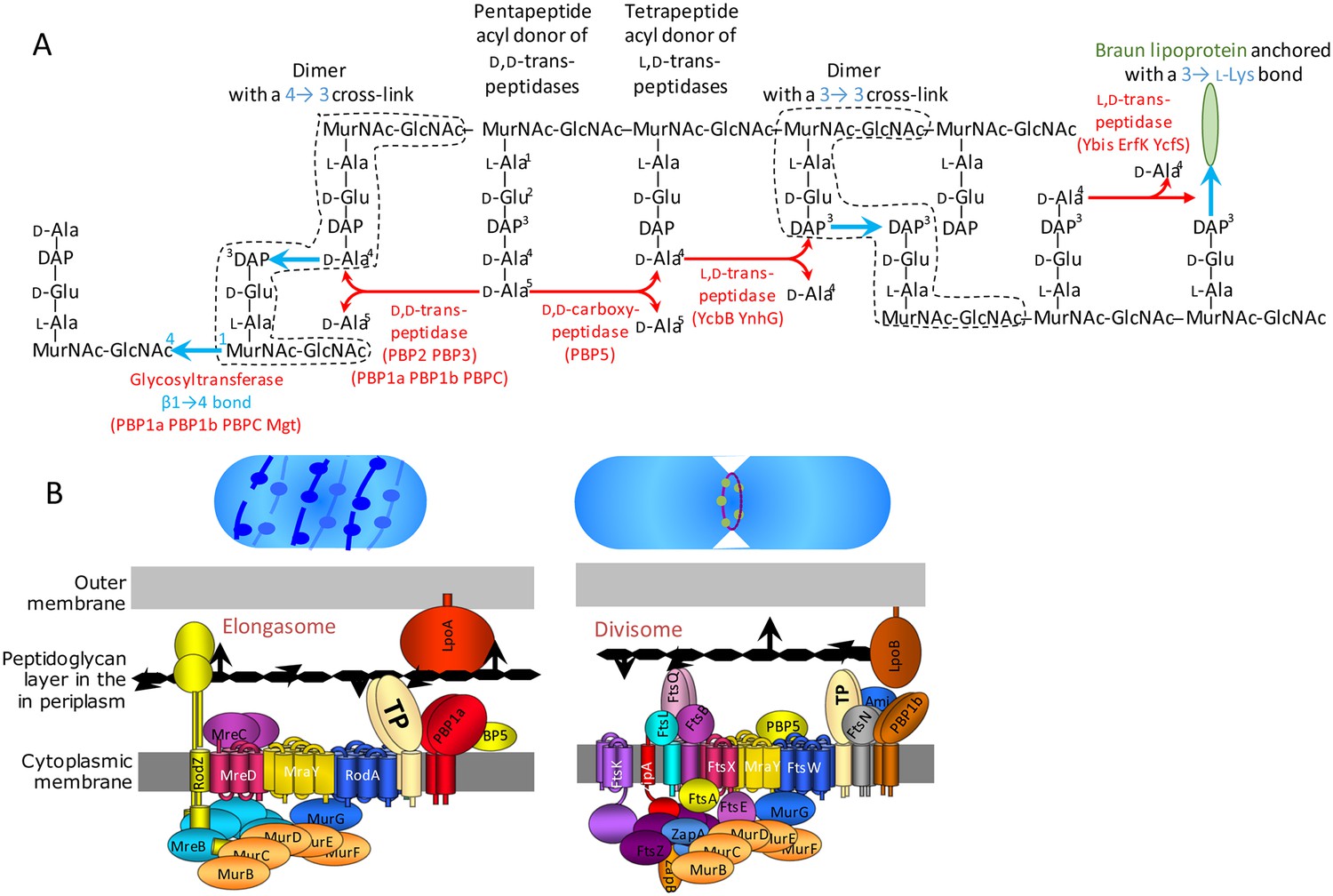 Factors Essential For L D Transpeptidase Mediated Peptidoglycan Peptidoglycan Synthesis In E Coli
