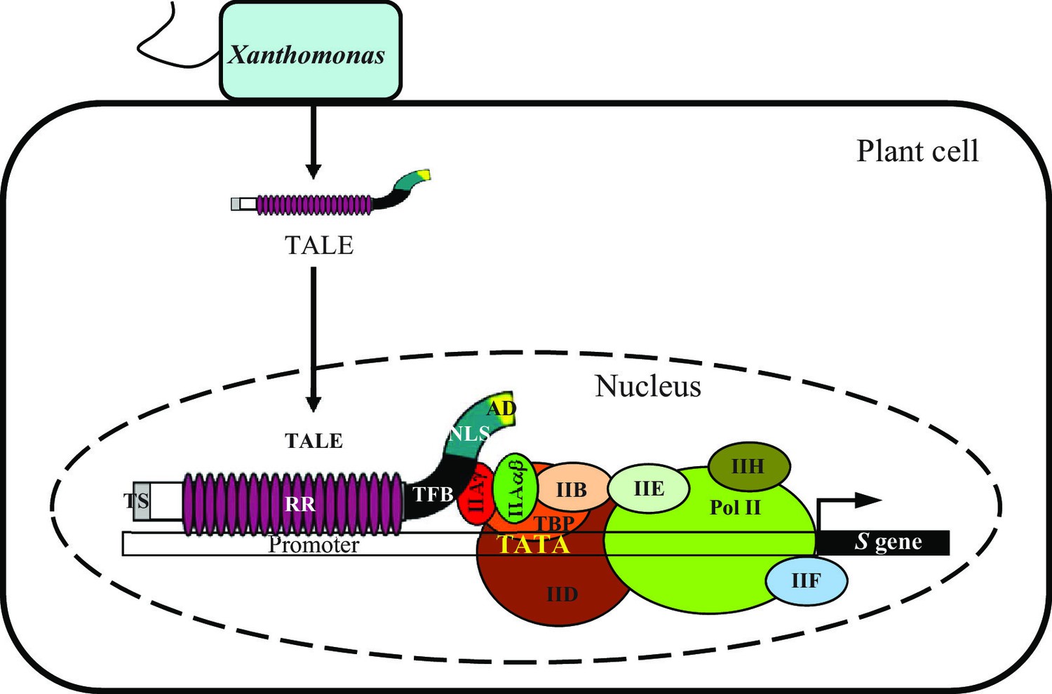 TAL Effector PthXo1