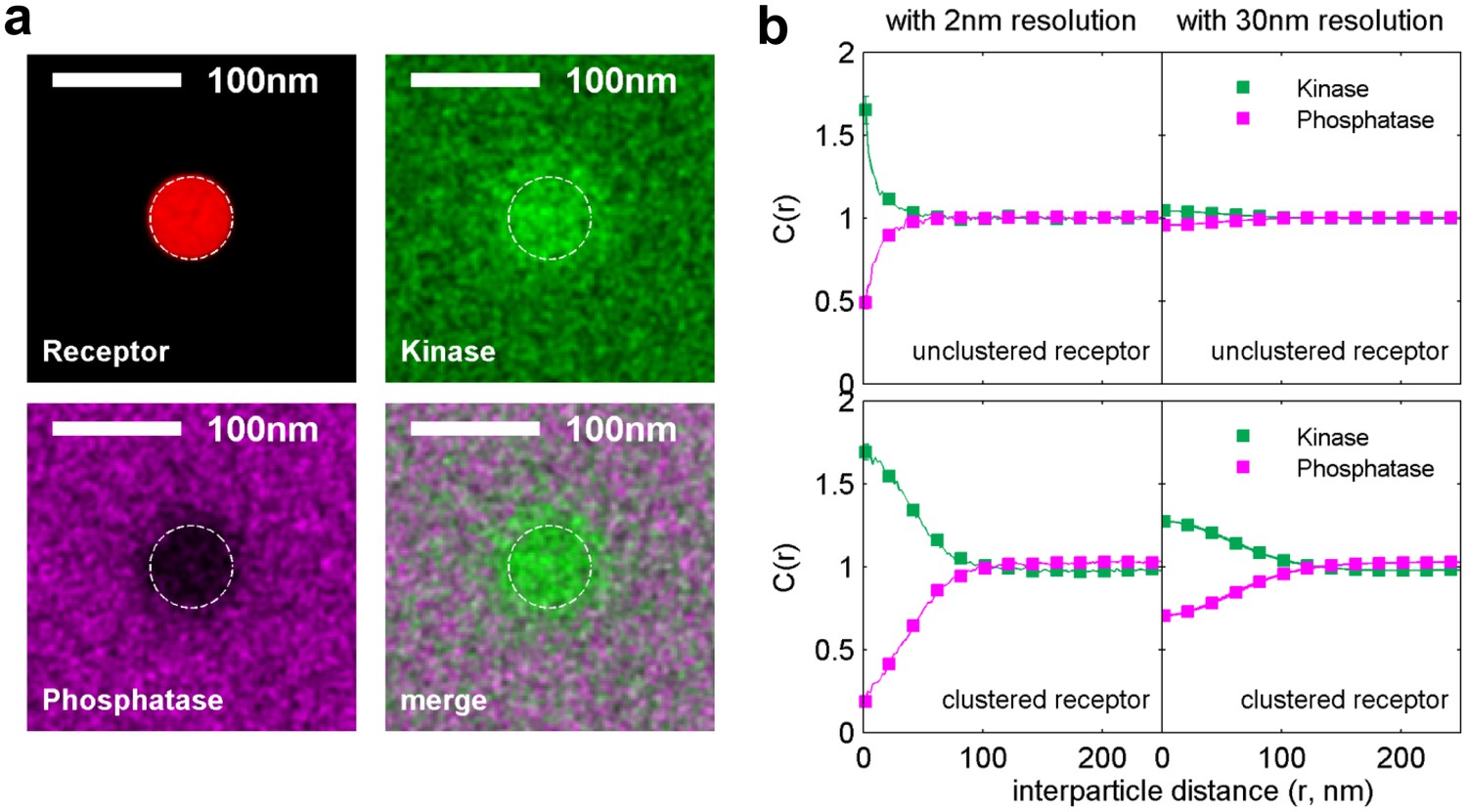 Figures And Data In Protein Sorting By Lipid Phase-like Domains ...