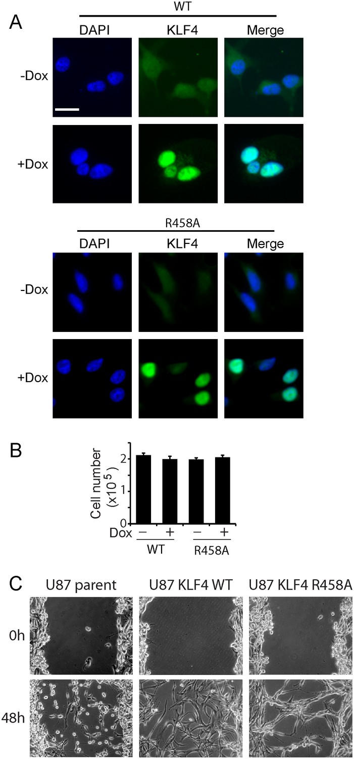 1 Hr Photo >> Figures and data in Methylated cis-regulatory elements mediate KLF4-dependent gene ... 1 Hr Photo >> Figures and data in Methylated cis-regulatory elements mediate KLF4-dependent gene ...