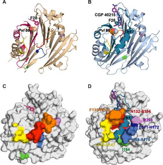 Figures and data in Relief of autoinhibition by conformational switch ...