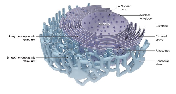 endoplasmic-reticulum-keeping-in-shape-elife