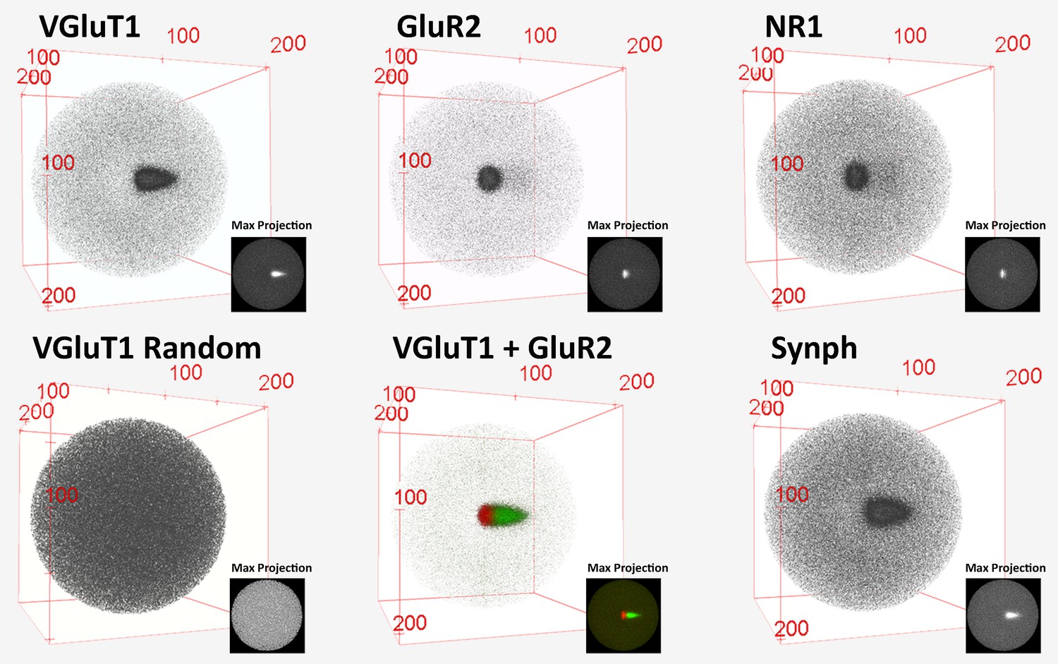 Sub Synaptic Multiplexed Analysis Of Proteins Reveals - 