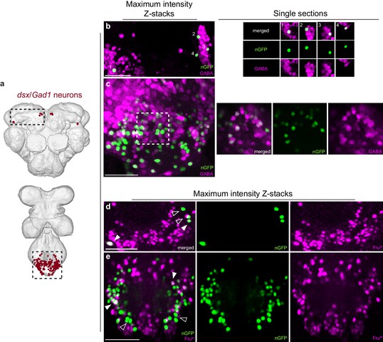 Figures And Data In Neural Circuitry Coordinating Male Copulation Elife