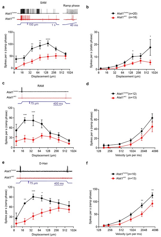 Acetylated tubulin is essential for touch sensation in mice | eLife