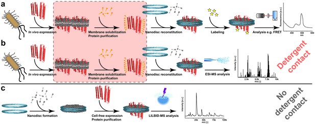 Analyzing native membrane protein assembly in nanodiscs by combined non ...