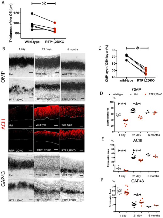 Olfactory receptor accessory proteins play crucial roles ...