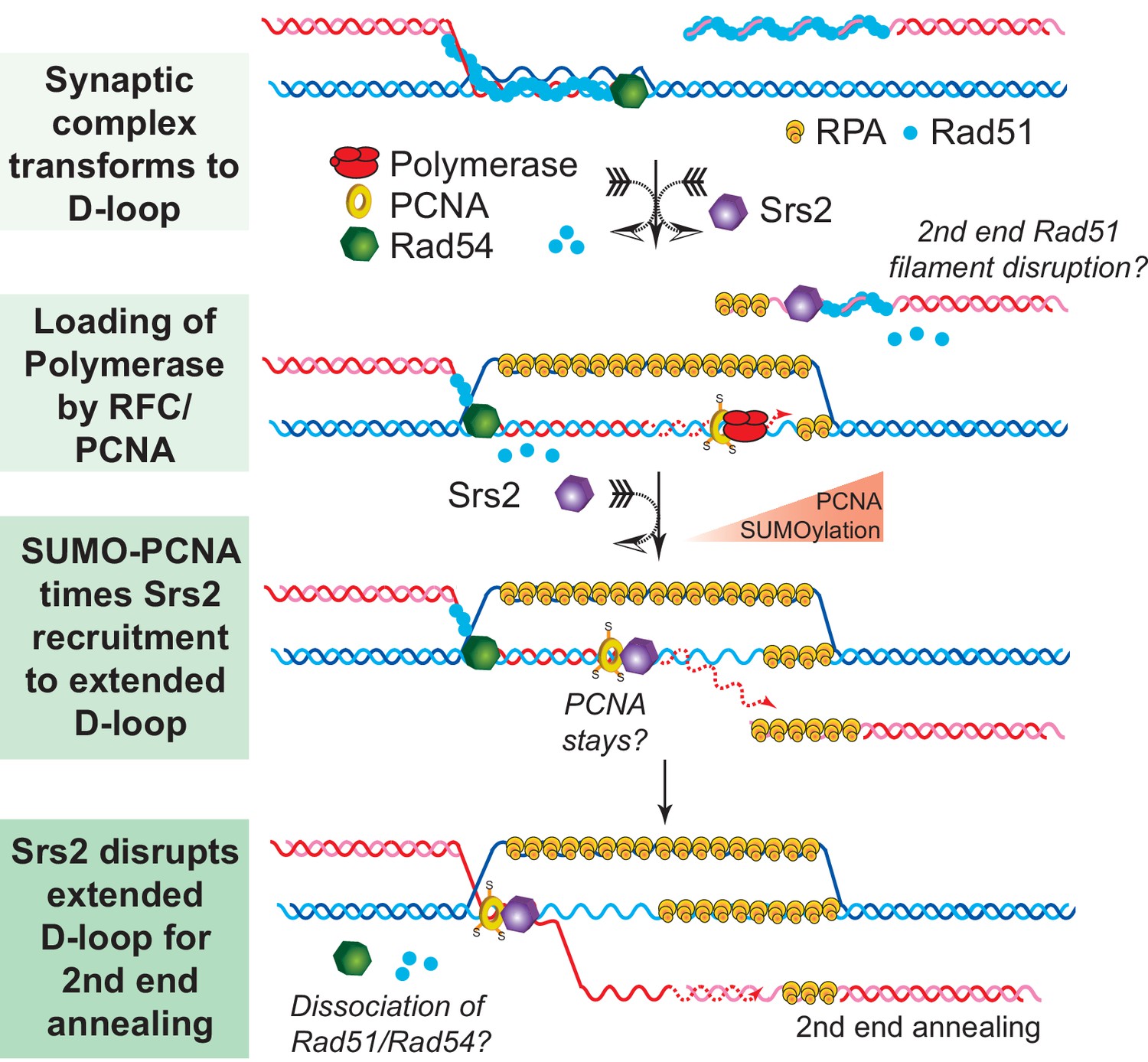 Srs2 promotes synthesis-dependent strand annealing by disrupting DNA ...