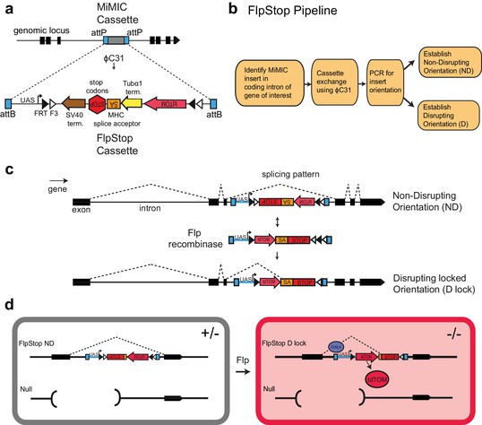 FlpStop, a tool for conditional gene control in Drosophila | eLife