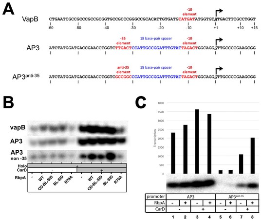 Figures and data in Structure and function of the mycobacterial ...