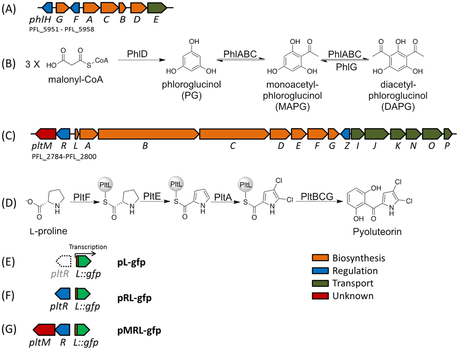 Novel Mechanism Of Metabolic Co-regulation Coordinates The Biosynthesis ...