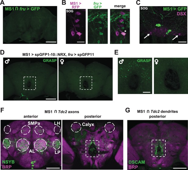 Identification of octopaminergic neurons that modulate sleep suppression by male sex drive - eLife