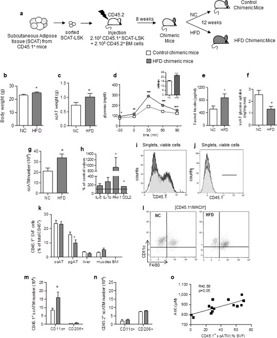 Corrupted adipose tissue endogenous myelopoiesis initiates diet-induced ...