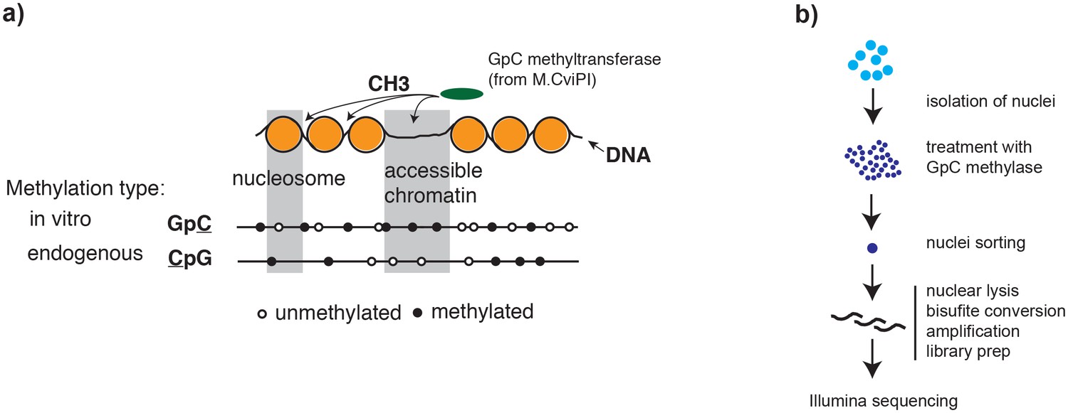 Simultaneous Measurement Of Chromatin Accessibility, DNA Methylation ...