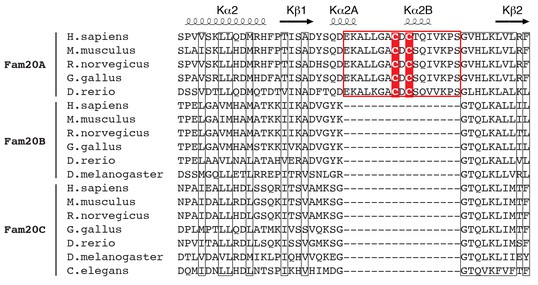 Figures and data in Structure of Fam20A reveals a pseudokinase ...