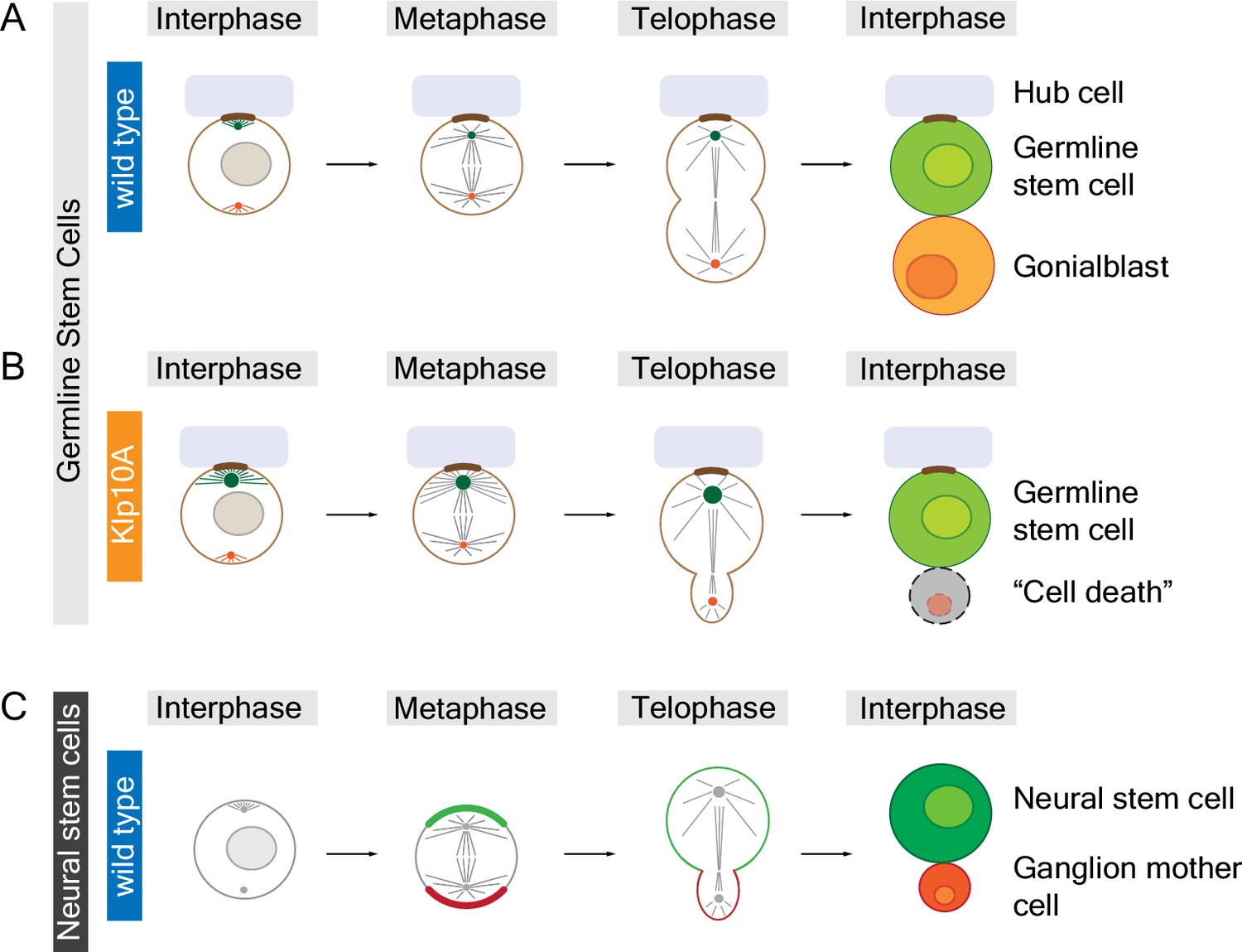 cell division sibling cell size matters elife size of cell