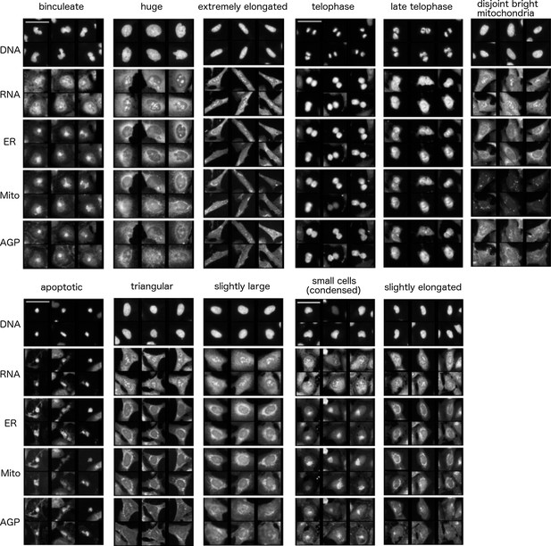 morphological
