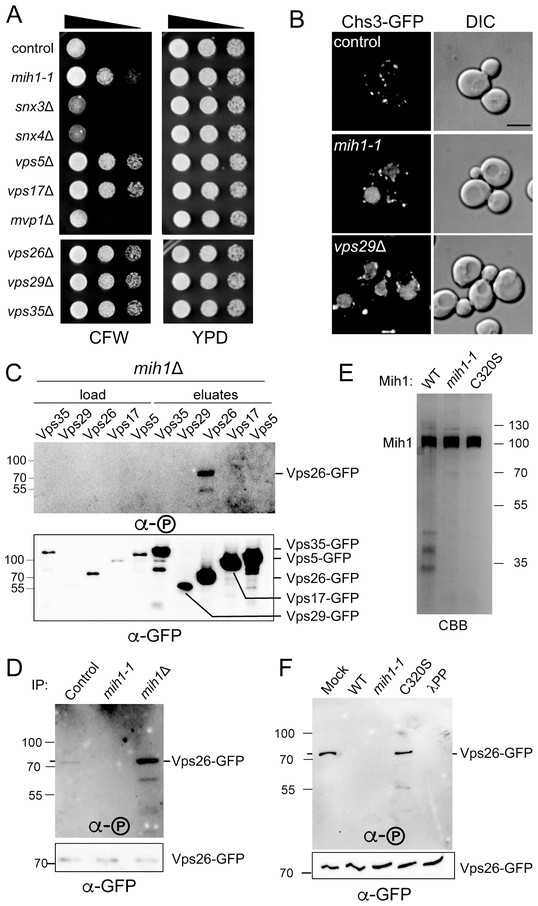 Figures And Data In A CDC25 Family Protein Phosphatase Gates Cargo ...