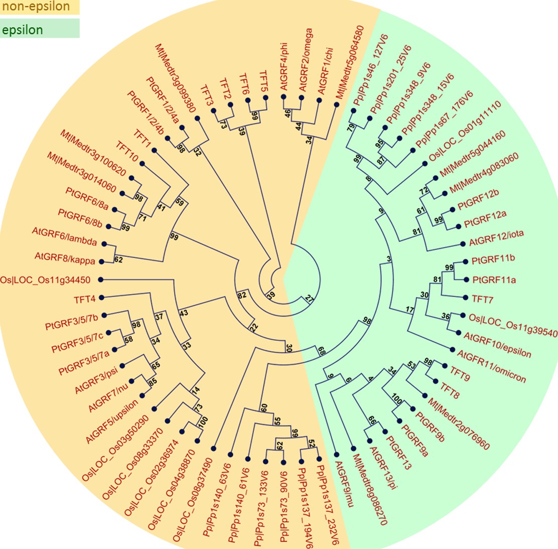 Arabidopsis 14 3 3 Epsilon Members Contribute To Polarity Of