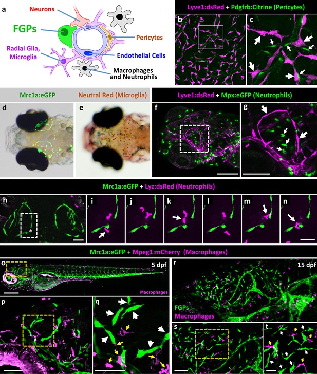 A novel perivascular cell population in the zebrafish brain | eLife