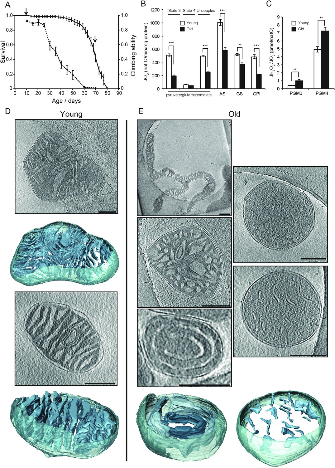 Changes Of Mitochondrial Ultrastructure And Function During - 