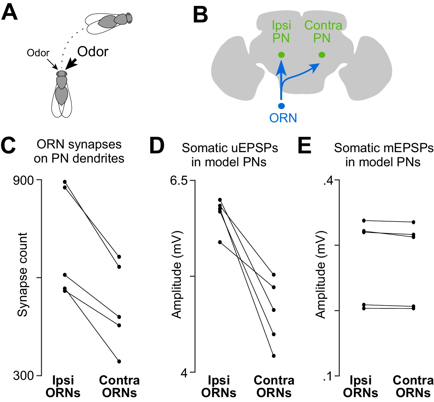 Wiring Variations That Enable And Constrain Neural