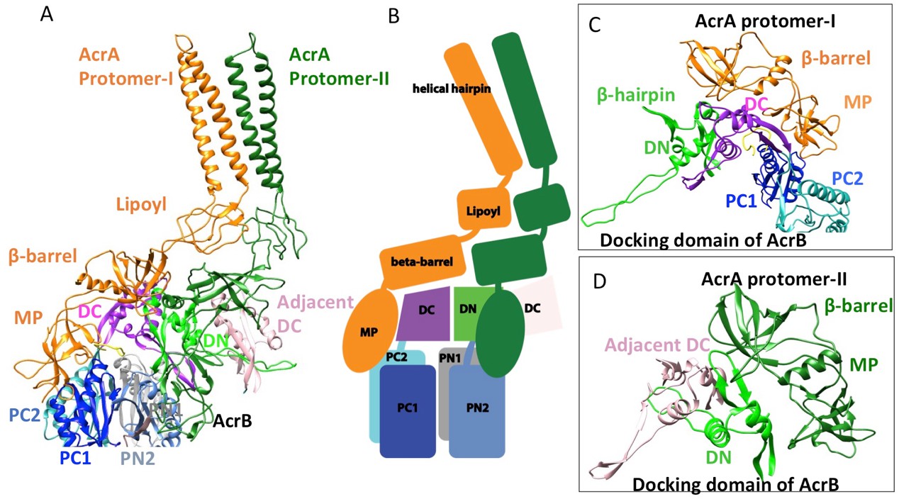 An Allosteric Transport Mechanism For The Acrab Tolc