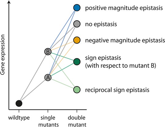 On The Mechanistic Nature Of Epistasis In A Canonical Cis-regulatory ...