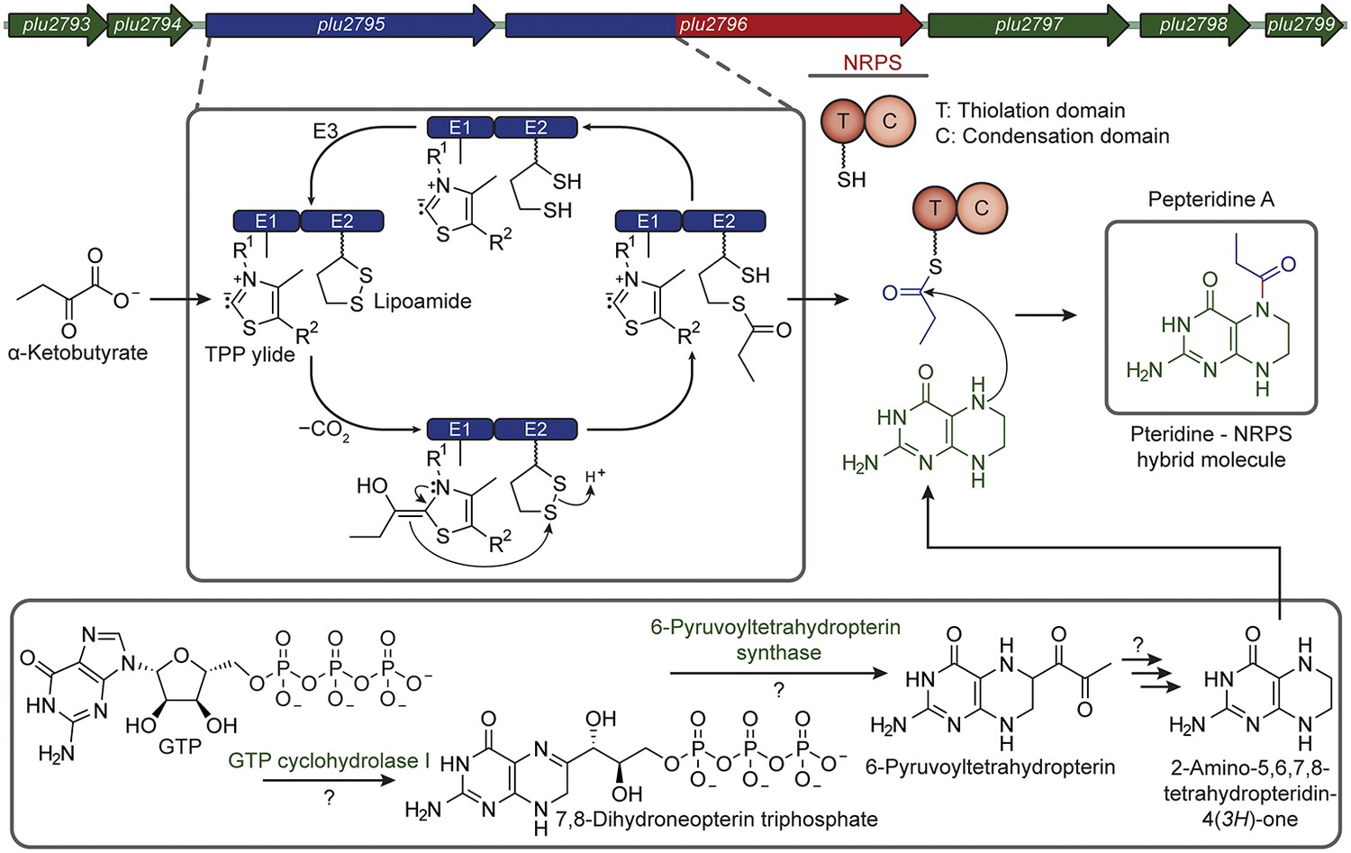 download dialyseshunts