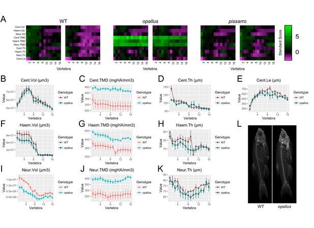 Microct Based Phenomics In The Zebrafish Skeleton Reveals - 