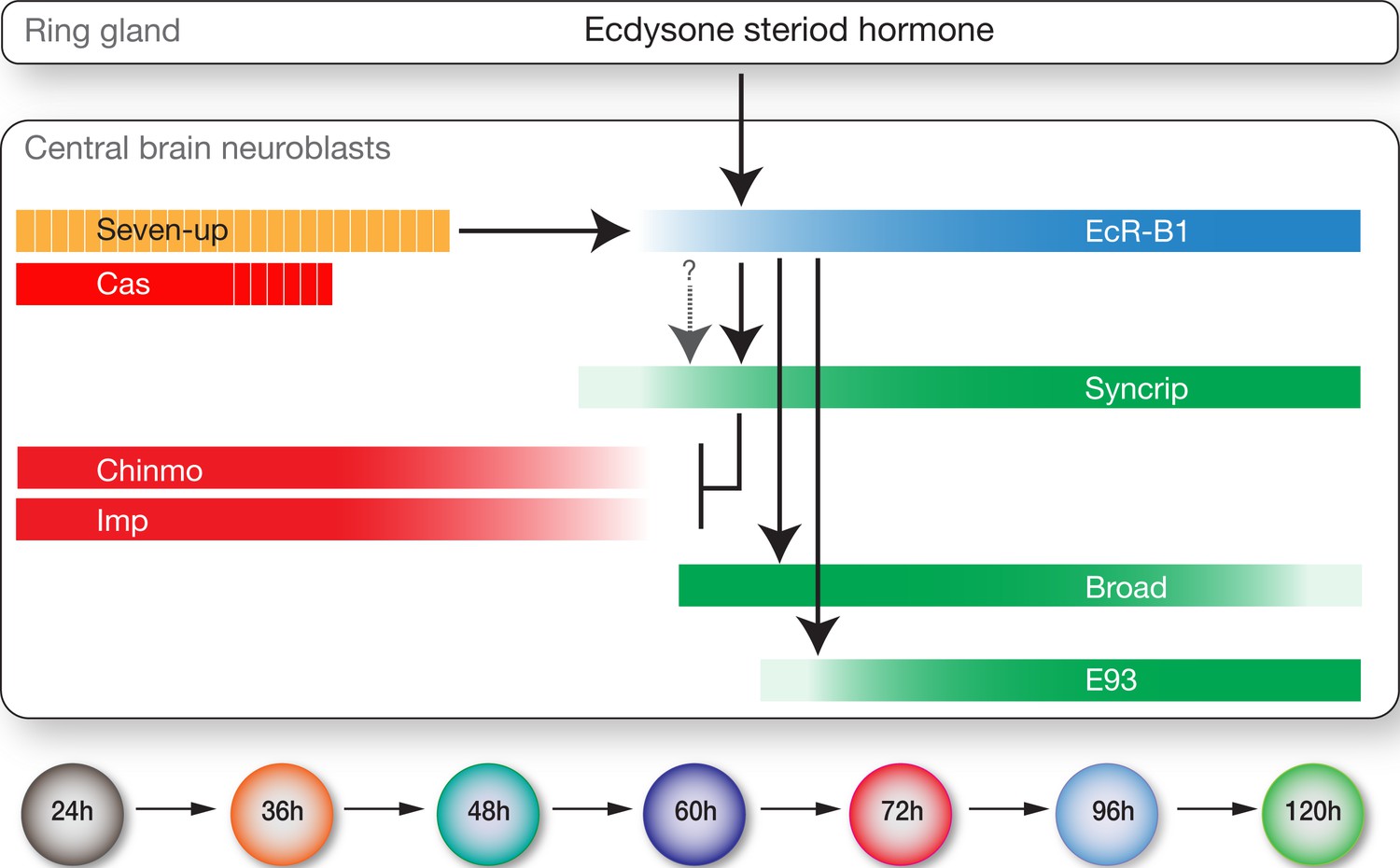 Steroid Hormone Induction Of Temporal Gene Expression In - 