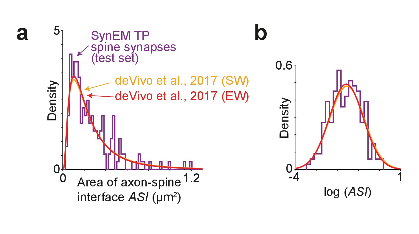 Synem Automated Synapse Detection For Connectomics Elife