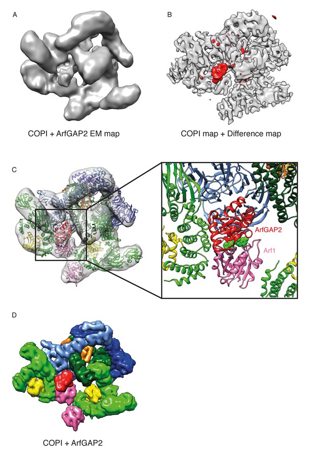 9Å structure of the COPI coat reveals that the Arf1 GTPase occupies two contrasting molecular environments                    The structure of the COPI coat determined within the cell                                      Cryo-EM reveals an unprecedented binding site for NaV1.7 inhibitors enabling rational design of potent hybrid inhibitors                                      Calaxin stabilizes the docking of outer arm dyneins onto ciliary doublet microtubule in vertebrates