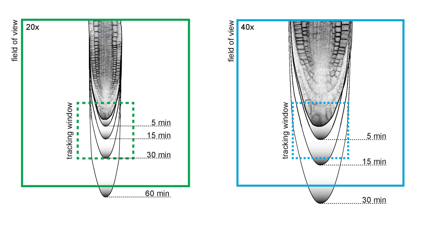 Microscope Real Root Hair Cell - Micropedia