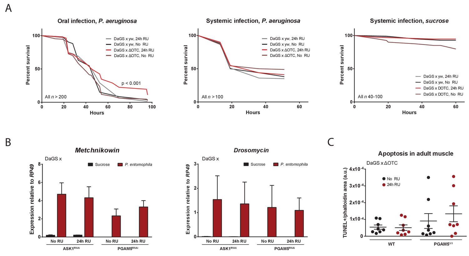 Pgam5 Promotes Lasting Foxo Activation After Developmental Immune Activation By Mitochondrial Proteostatic Stress