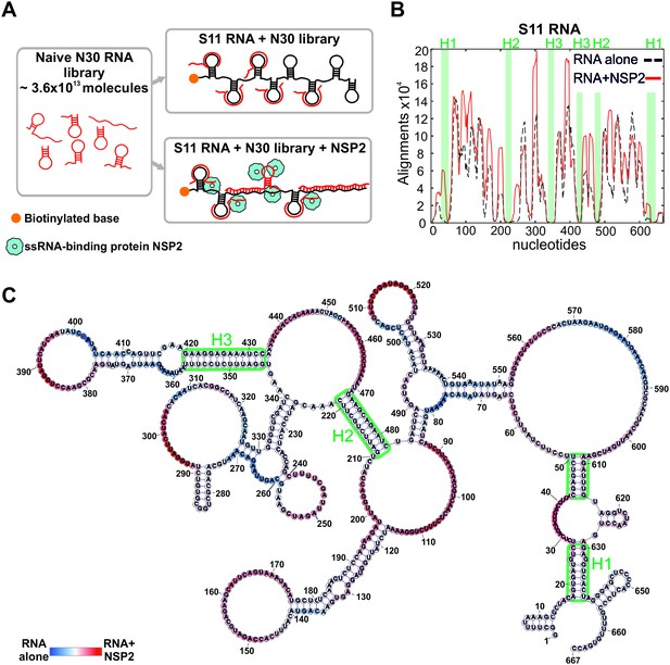 Protein-mediated RNA folding governs sequence-specific interactions ...